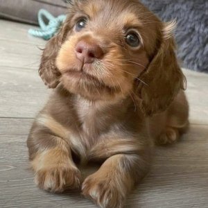 Dachshund puppies available for new best friends