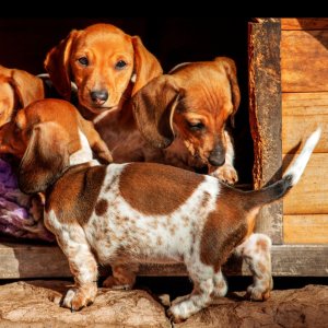 Adorable dachshund puppies are ready for new families