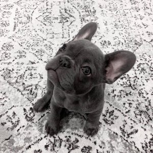 French bulldog puppy -female