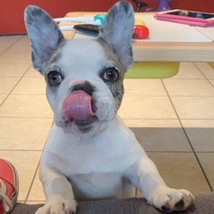 French bulldog puppy-marie