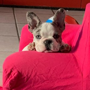 Female -french bulldog puppy