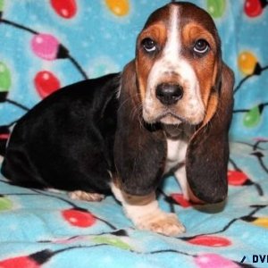 Beautiful Male and Female Basset Hound Puppies