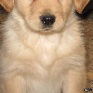 Nice Coat Golden Retriever Puppies All Set