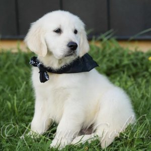 Healthy golden retriever puppies for sale