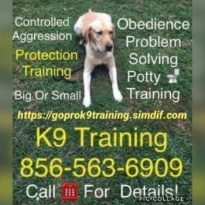 Dog training 4 hire 856-563-6909