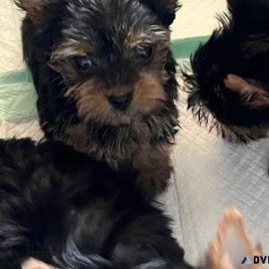 Adorable Tiny Yorkie Puppies Available