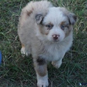 Well Trained Australian Shepherd puppies