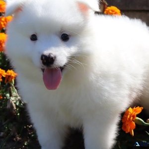 Lovely American Eskimo puppies available