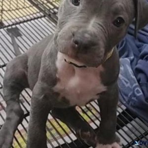 Home Trained American Pit Bull Terrier puppies