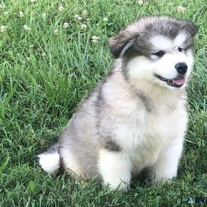 Well Trained Alaskan Malamute puppies available