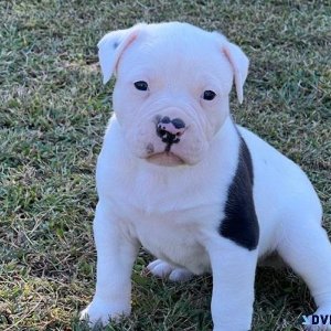 Home raised American Bulldog puppies available