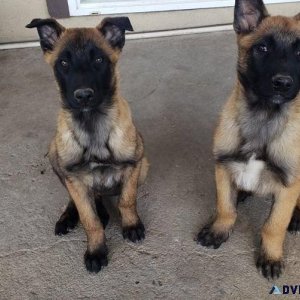 Potty Trained Belgian Malinois puppies