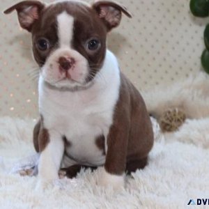 Gorgeous Boston Terrier Puppies For Sale