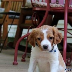 Adorable Brittany Spaniel puppies