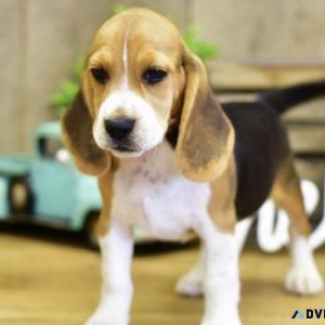 Stunning Beagle puppies available.