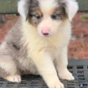 Amazing Border Aussie puppies