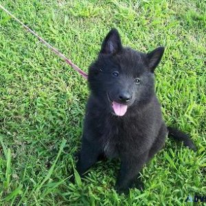 Well Trained Belgian Shepherd puppies