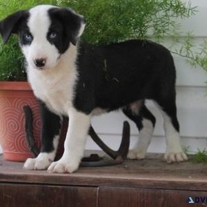 Beautiful Border Collie puppies male and female