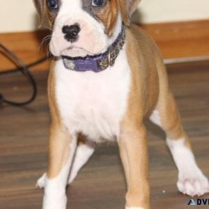 Home Trained Boxer Puppies For Sale