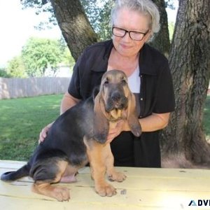 Home raised Bloodhound puppies male and female