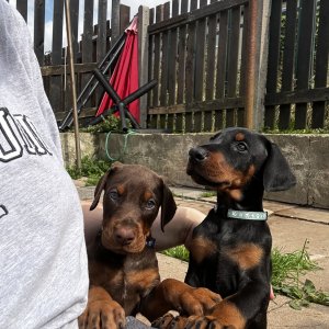 Doberman puppies available