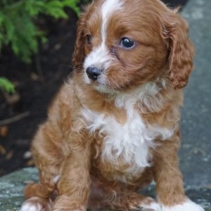 Hsg gorgeous cavapoo puppies available