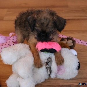 Beautiful Brussels Griffon Puppies