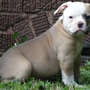 Vskj beautiful american bulldog puppies