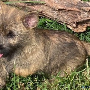 Adorable Cairn Terrier Puppies For Sale