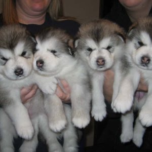 Ygs beautiful alaskan malamute puppies ready