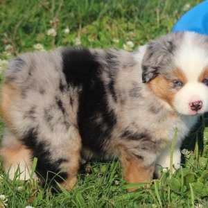 Shkjd akc reg australian shepherd puppies