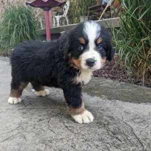 Ujhd healthy bernese mountain dog puppies