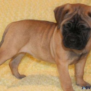 Home raised Bullmastiff Puppies For Sale