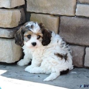 Beautiful Cavachon puppies for sale.