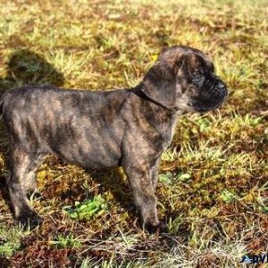 Well Socialized Cane Corso Puppies For Sale.