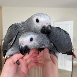 Fmale and female african grey parrot babies