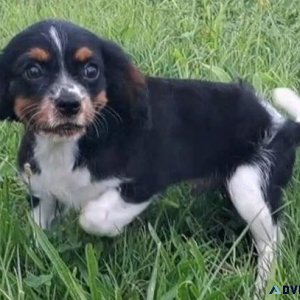 Adorable Cavalier King Charles Spaniel puppies