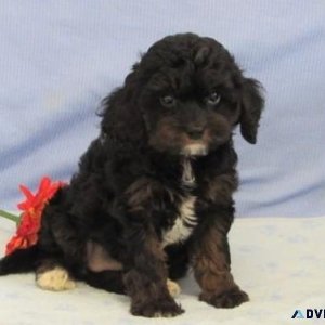 Lovely Cavapoo puppies for sale