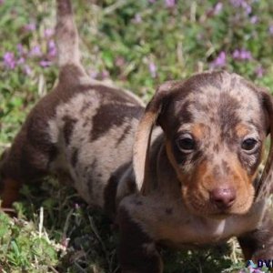 Astonished Dachshund Puppies  Ready 