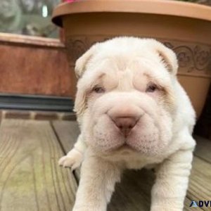 Healthy Chinese Shar-Pei puppies for sale.