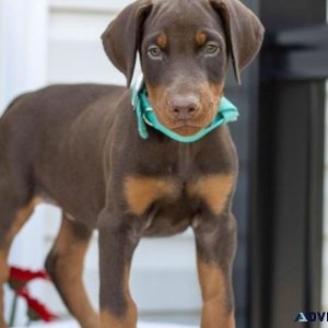 Well Trained Doberman Pinscher puppies