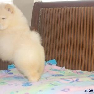 Home raised Chow Chow Puppies