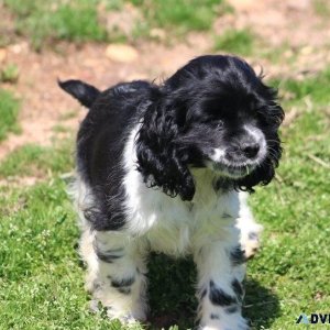 Beautiful Cocker Spaniel Puppies