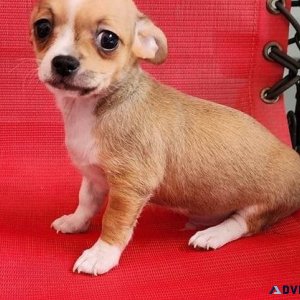 Cute Chihuahua puppies for sale.