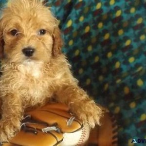 Stunning Cockapoo Puppies Available.