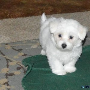 Adorable Coton De Tulear Puppies Available