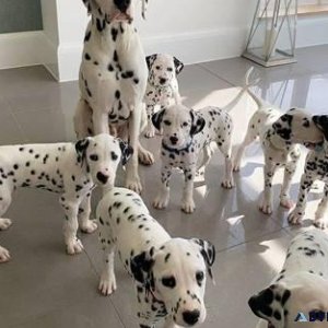 Gorgeous Dalmatian  Puppies Available.