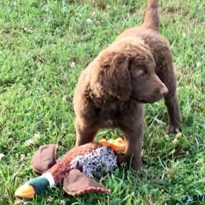 Well Trained Chesapeake Bay Retriever puppies