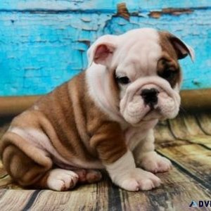 Healthy Mini English Bulldog puppies