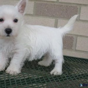 Gorgeous Westie Puppies for sale